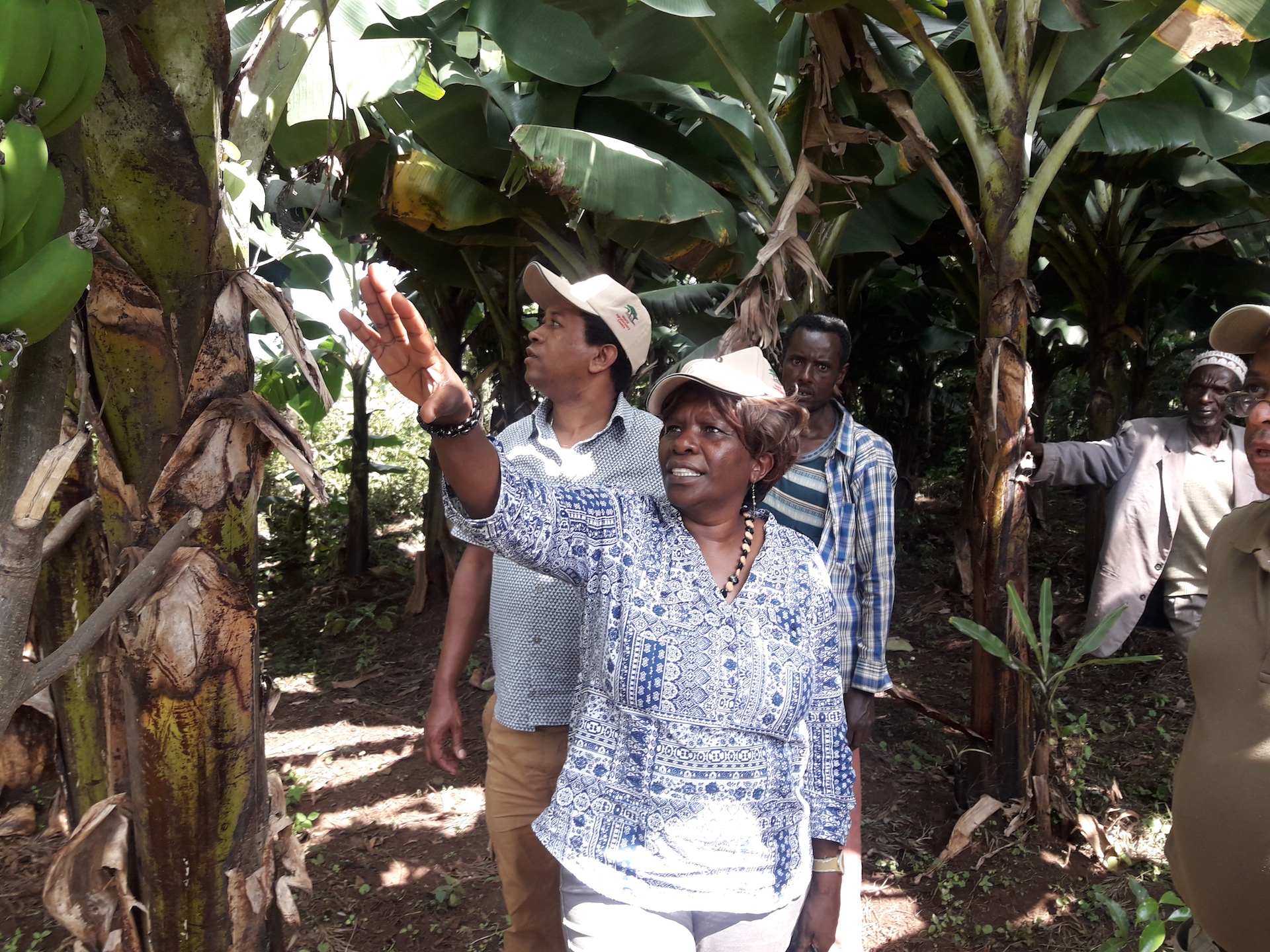 thumbnail of  Trees for Food Security Project bearing fruit in Ethiopia