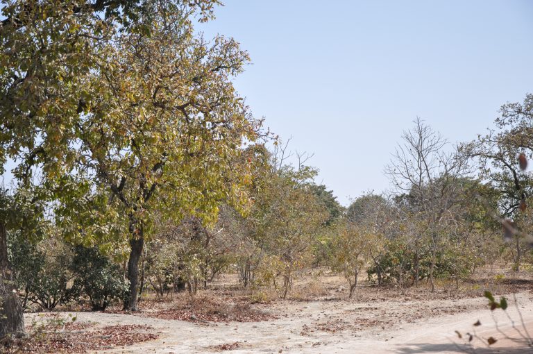 thumbnail of  Beating Famine turns its attention to the Sahel