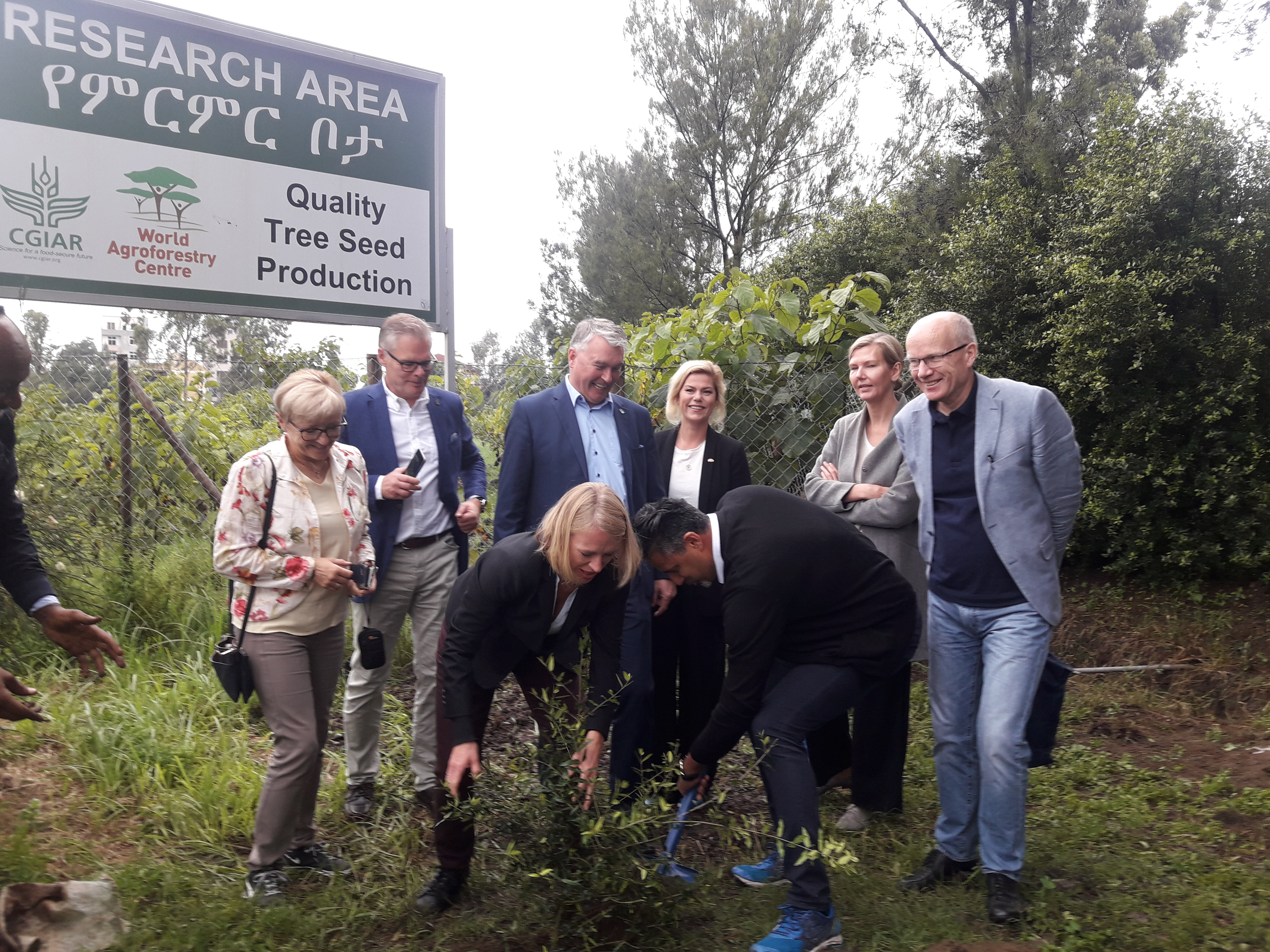 thumbnail of  Norwegian MPs and quality tree-seeds for Ethiopia