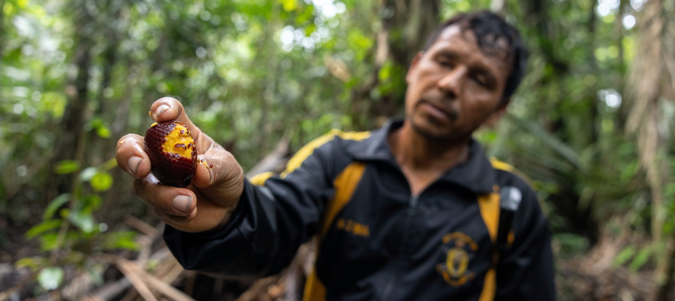 thumbnail of  Will sustainable management keep a forest dominated by palms — and Amazon traditions — alive?