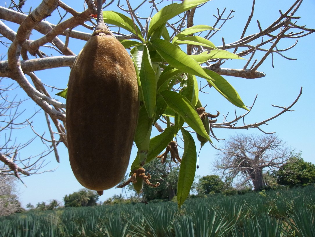 thumbnail of  Growing forgotten food crops for healthy African diets in 2070