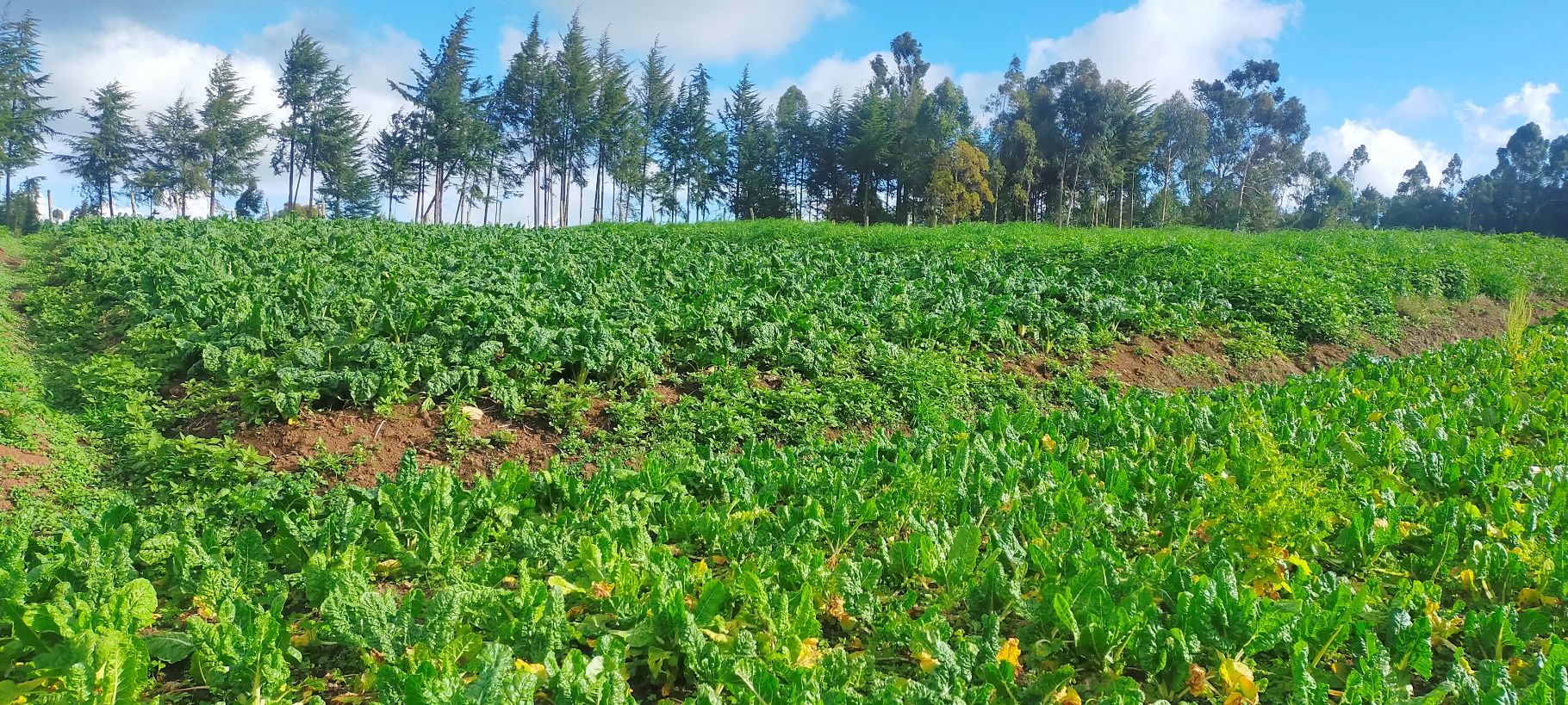 thumbnail of  Agroforestry: A pathway to harnessing nature-based solutions for ecosystems and livelihoods in Sub-Saharan Africa