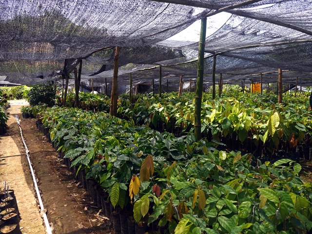 thumbnail of  Scientists devise new way to breed trees with multiple benefits for climate and biodiversity