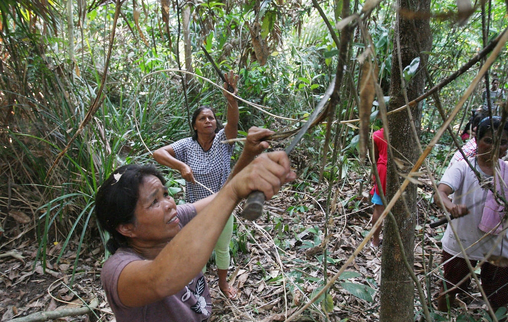 thumbnail of  Resurging rattan?