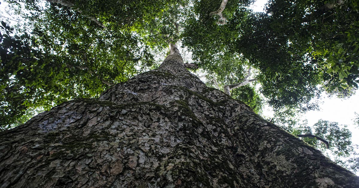 RESSAC Programme International Scientific Symposium - Central African Forest Ecosystems