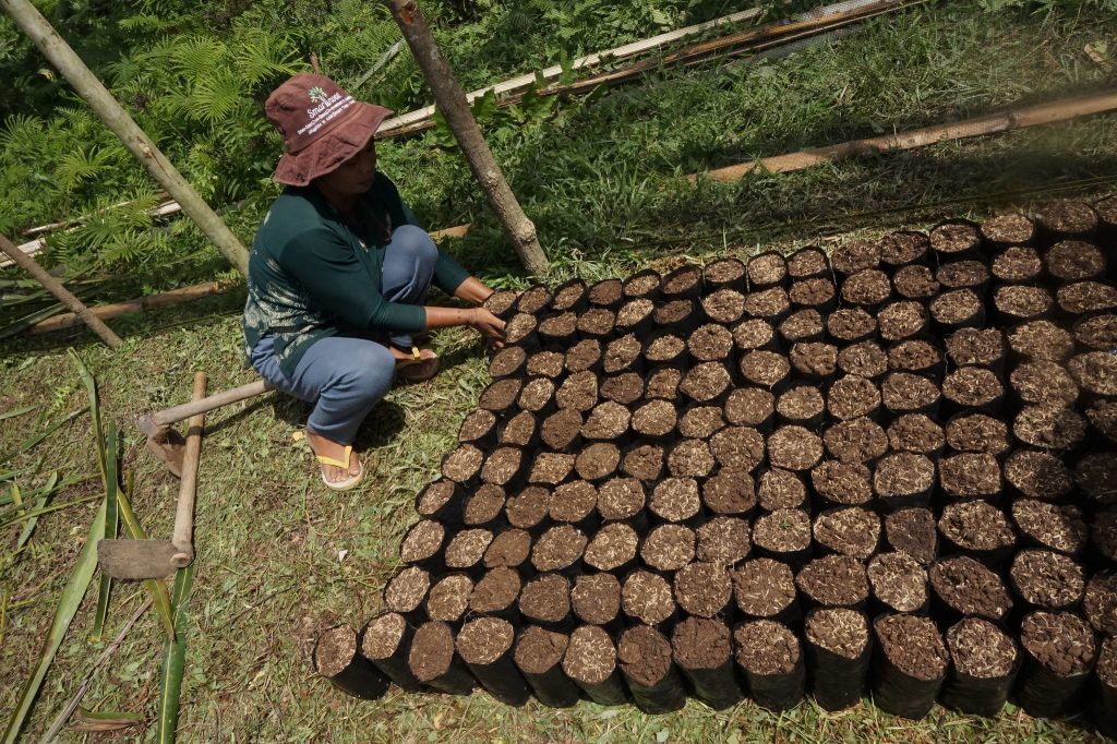 thumbnail of  ‘Forget tree planting, start tree growing’