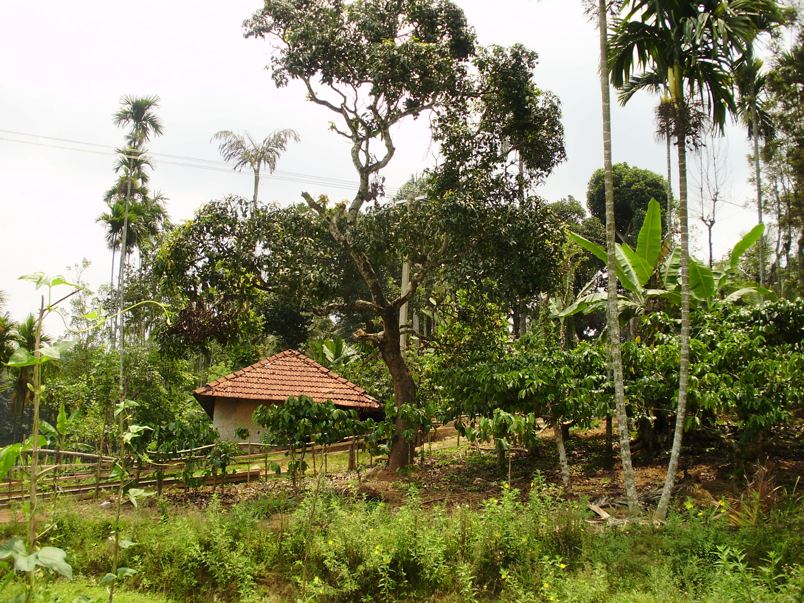 thumbnail of  Agricultural lands key to mitigation and adaptation