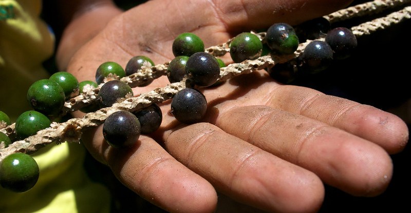 thumbnail of  Bringing biodiversity’s benefits home