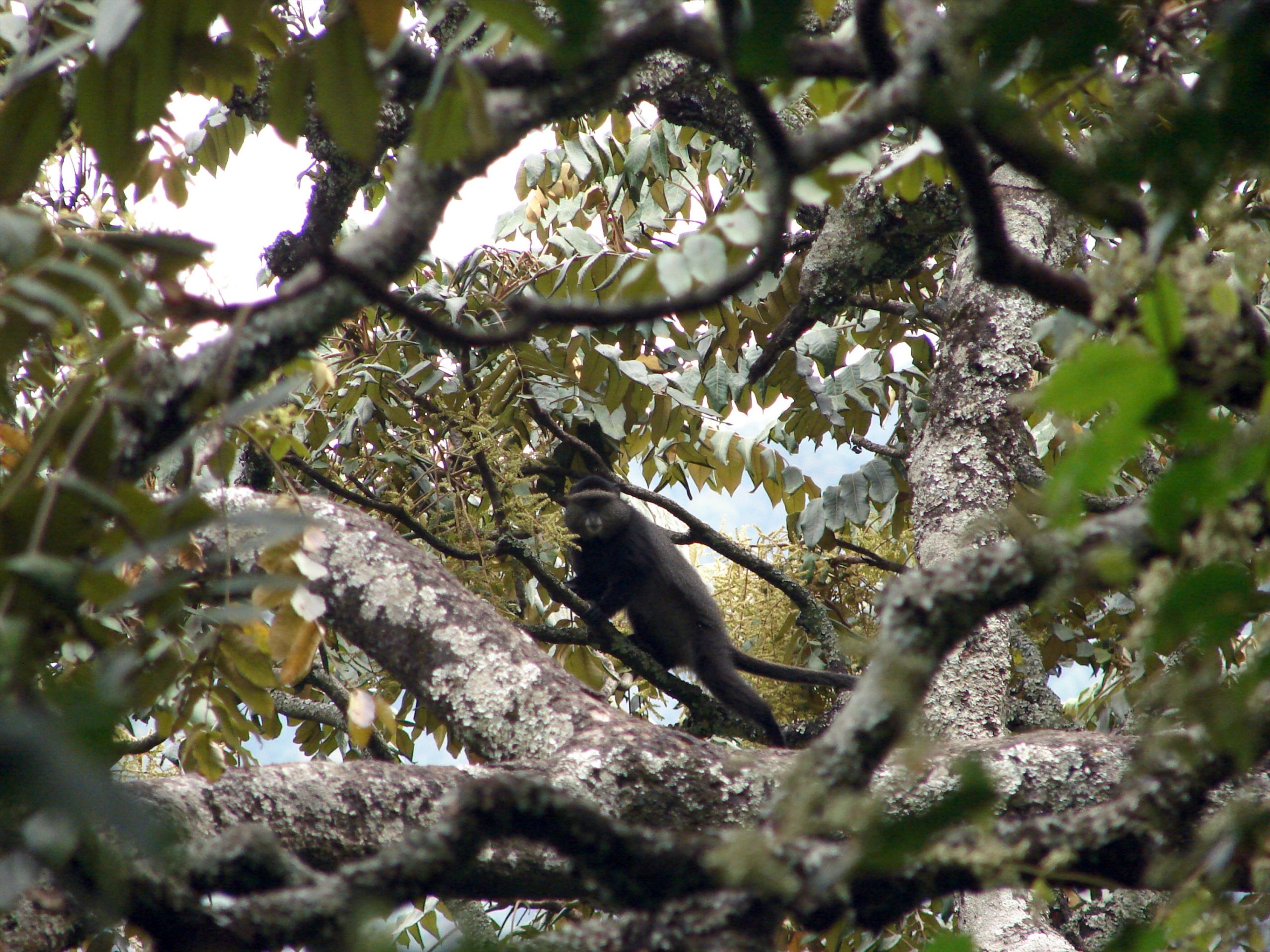 thumbnail of  Uganda leads in integrating agriculture and biodiversity conservation