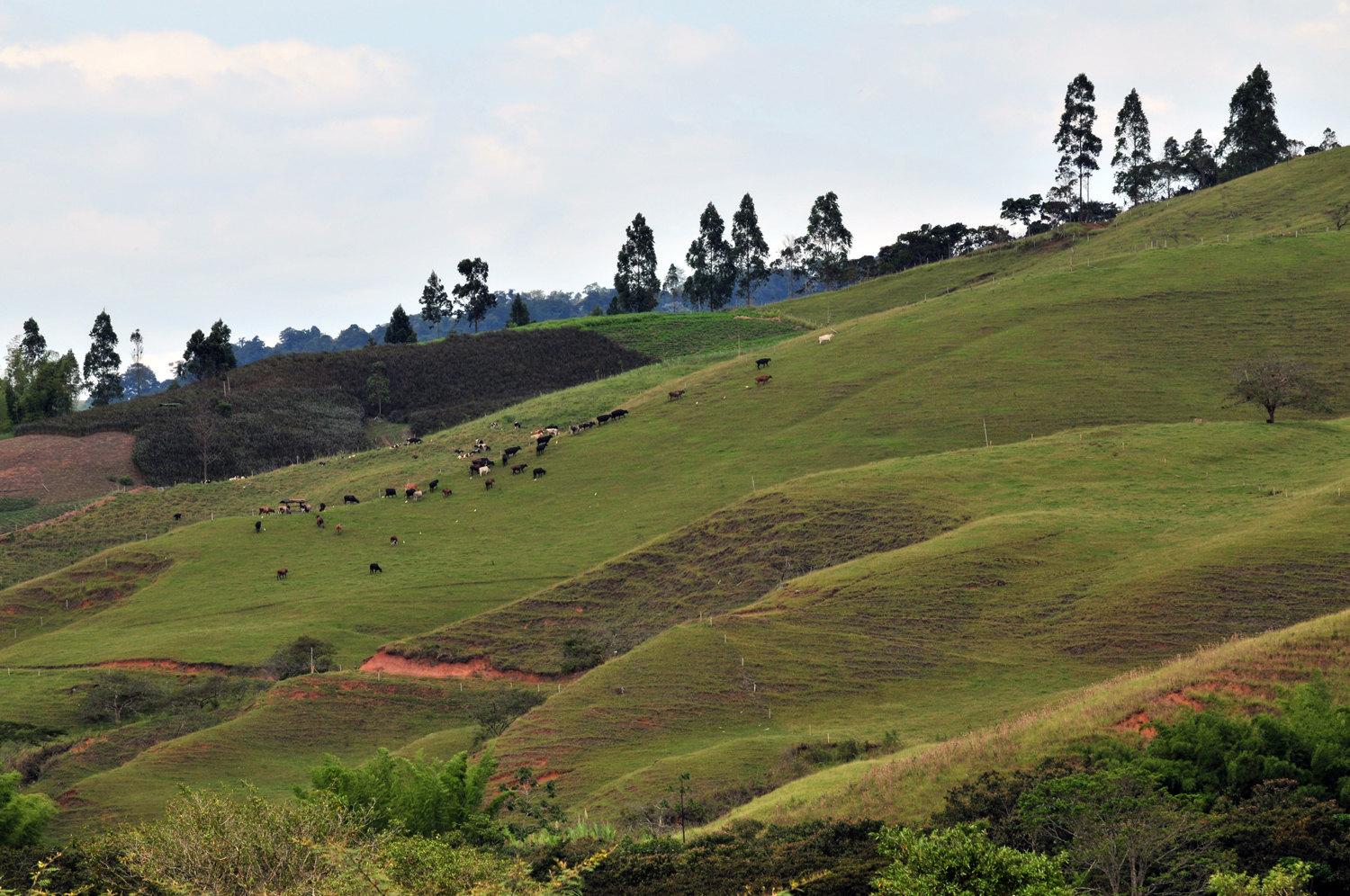 thumbnail of  Latin America learning how much carbon can be stored in grazing land