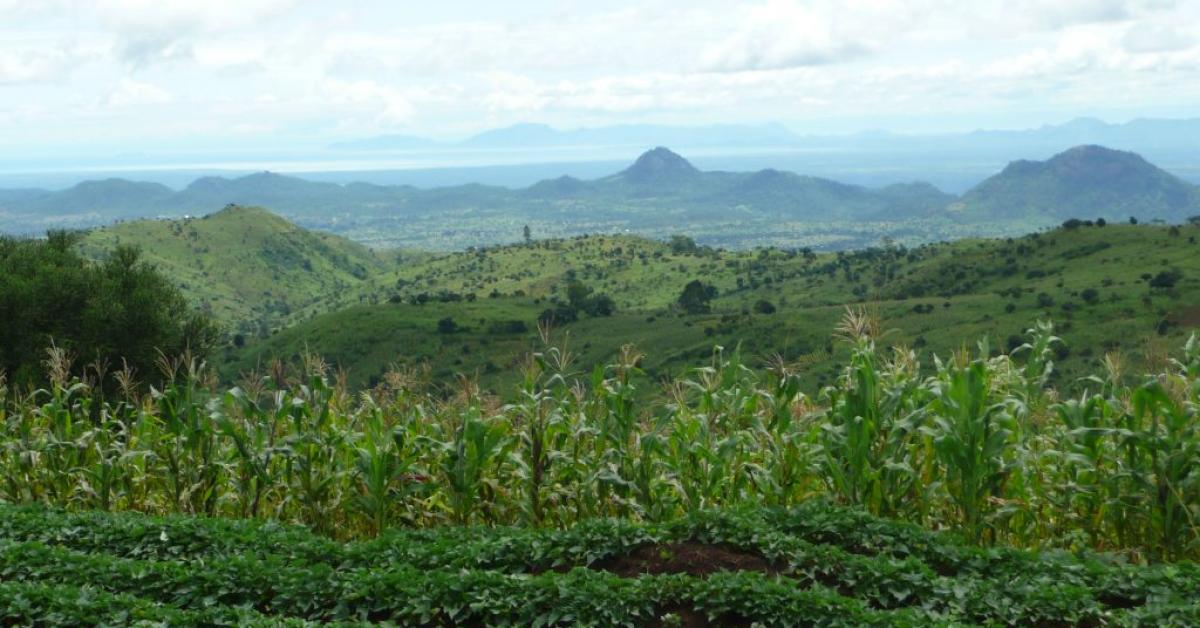 thumbnail of  Food security in Africa – solutions that actually work