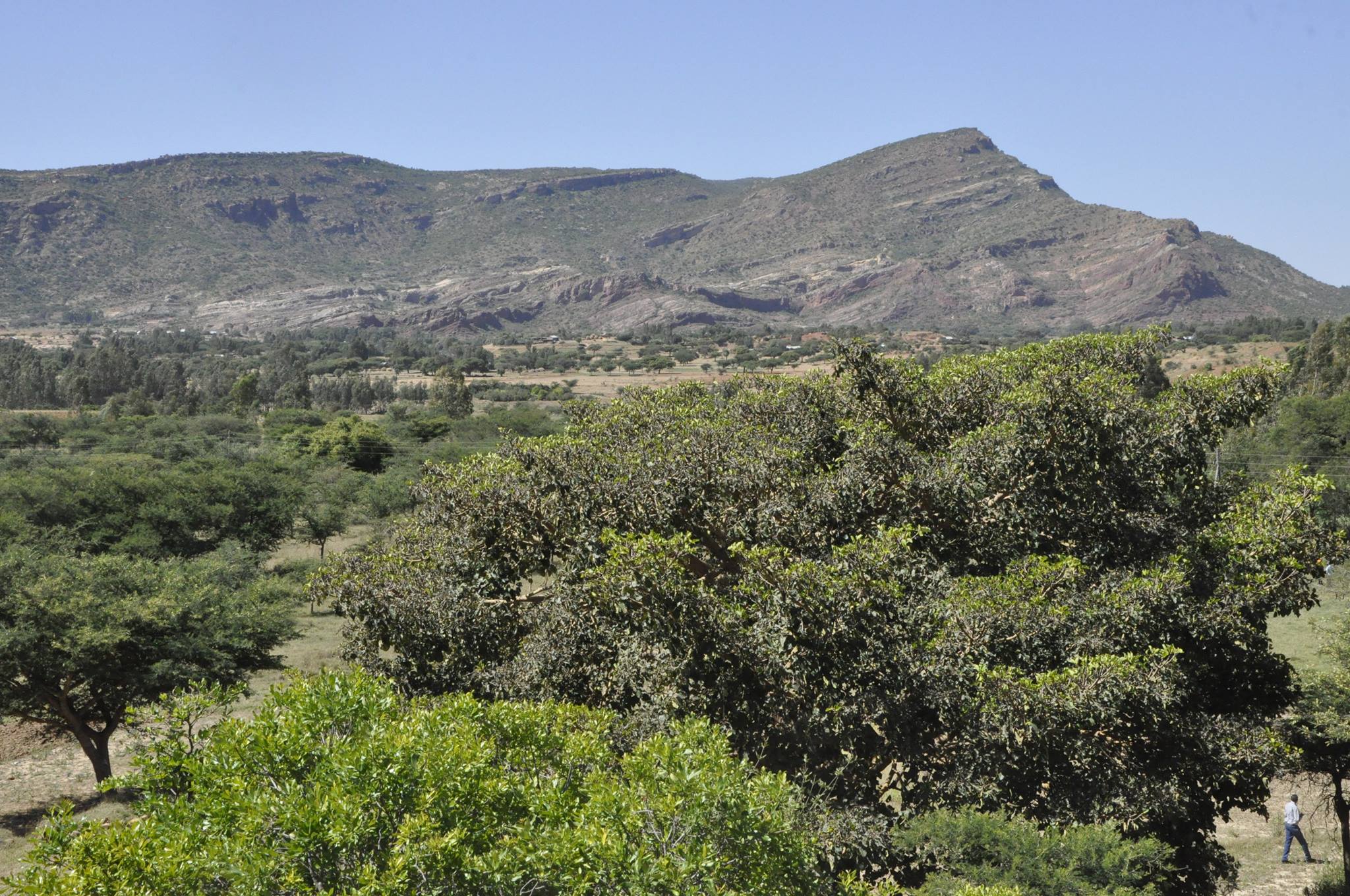 thumbnail of  New paradigm unfolds to rapidly regreen Africa