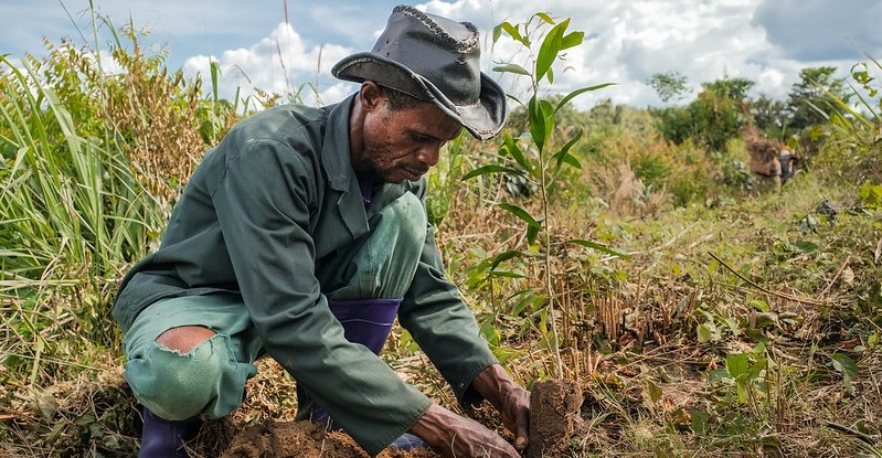 thumbnail of  Trees: To plant or not to plant