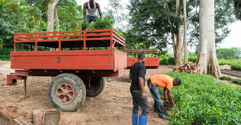 thumbnail of  Six tips for Africa’s restoration entrepreneurs