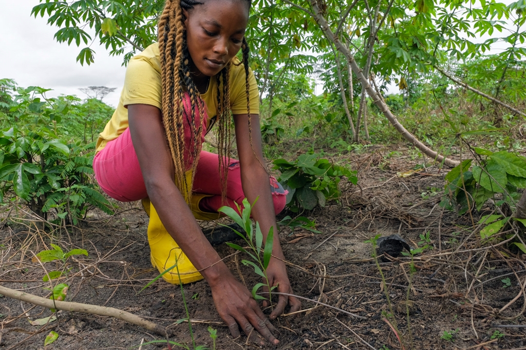 thumbnail of  Sustainable woodfuel in multifunctional landscapes