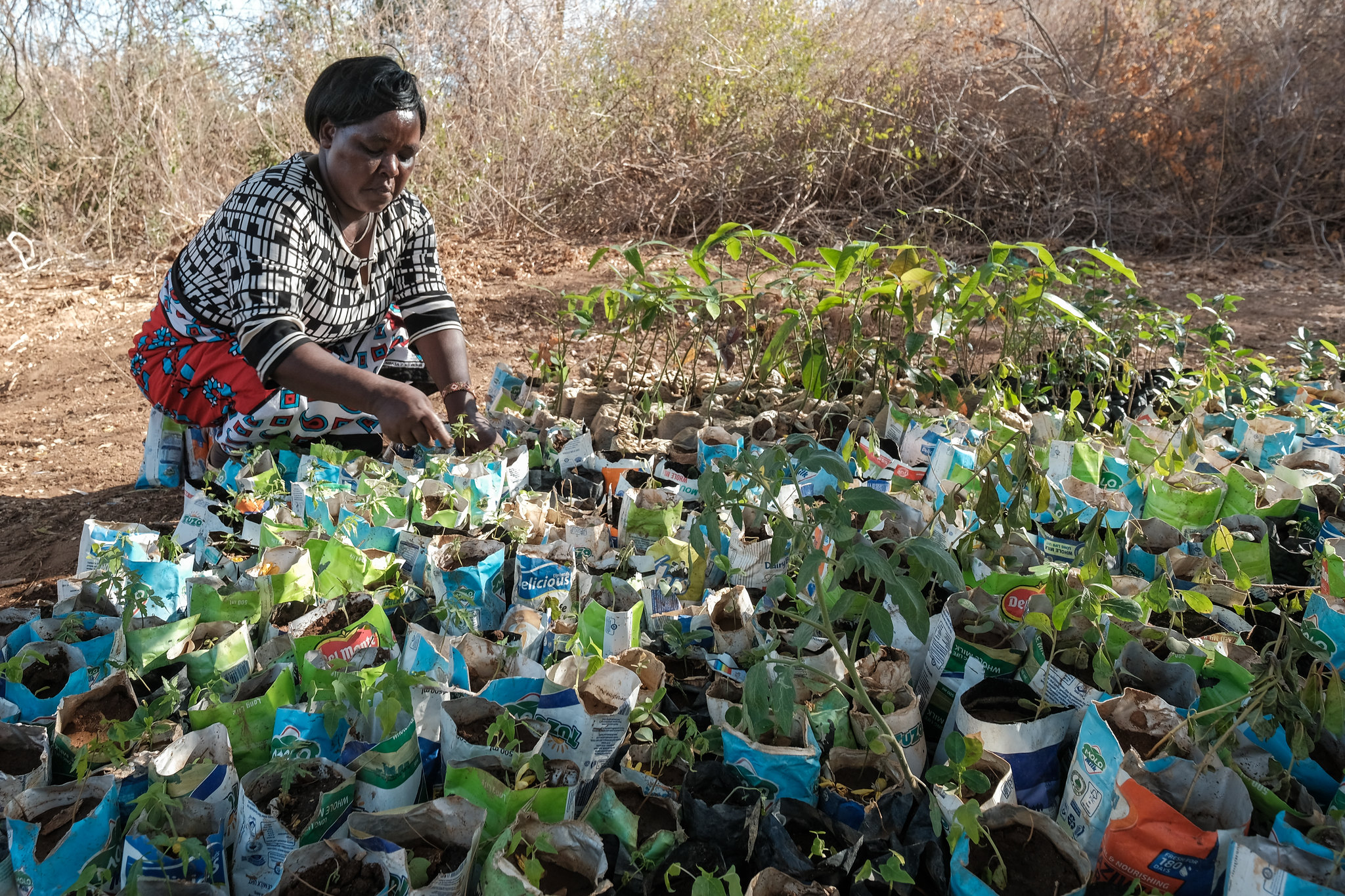 thumbnail of  Kenyan tree-seed sector needs policy overhaul to boost ecosystem restoration