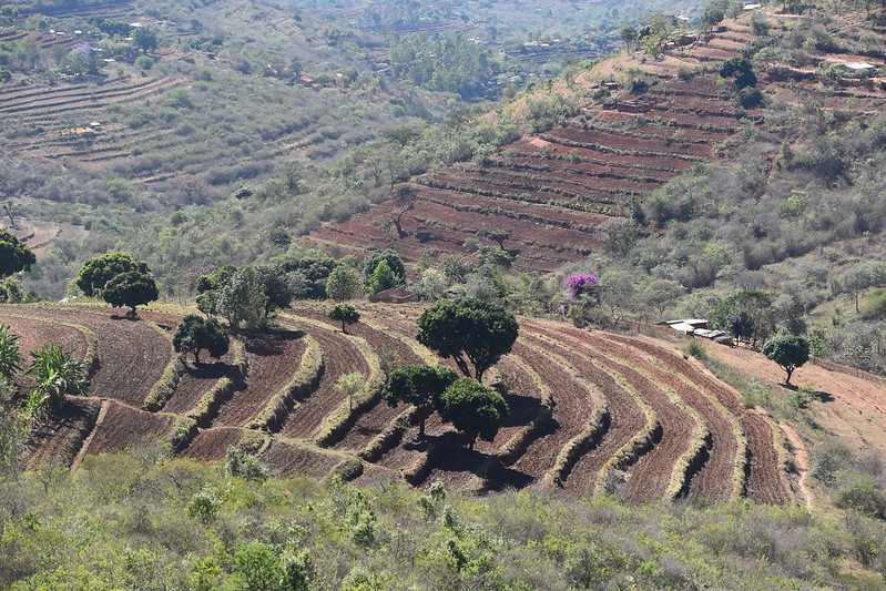 thumbnail of  Opportunities to include soil health to Kenya’s Nationally Determined Contribution to the Paris Agreement