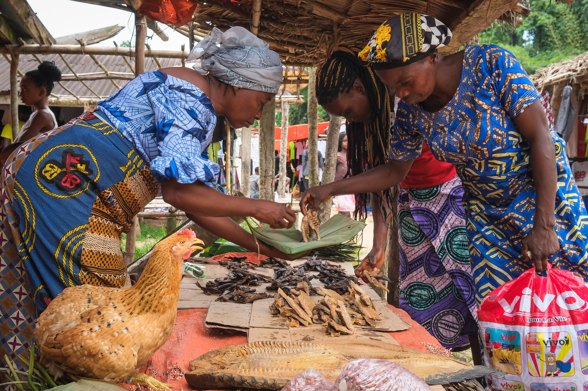 thumbnail of  COVID-19 at five: Lessons on wild meat perceptions in Central Africa