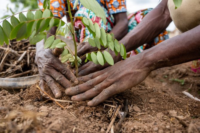 thumbnail of  Great Green Wall: Five lessons on restoring land and peace