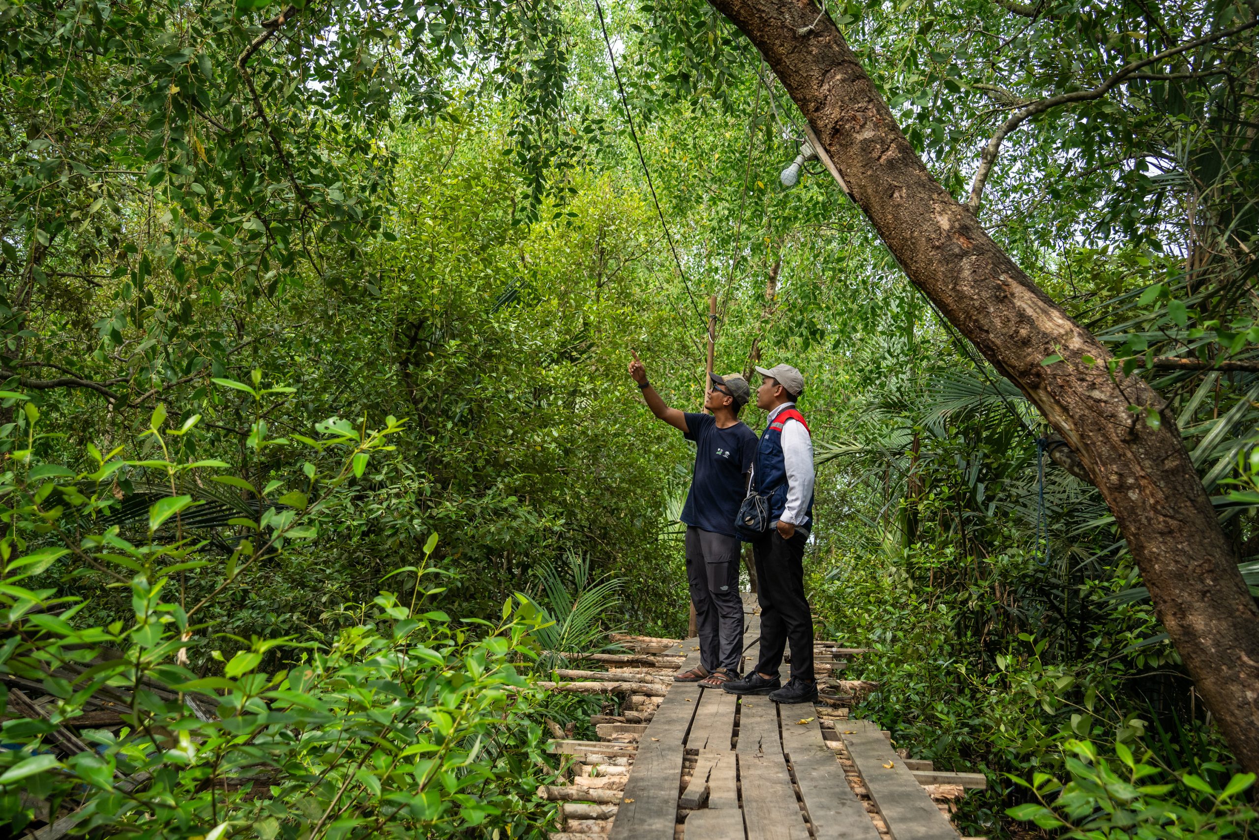 thumbnail of  How viable is carbon trading for the mangrove business?