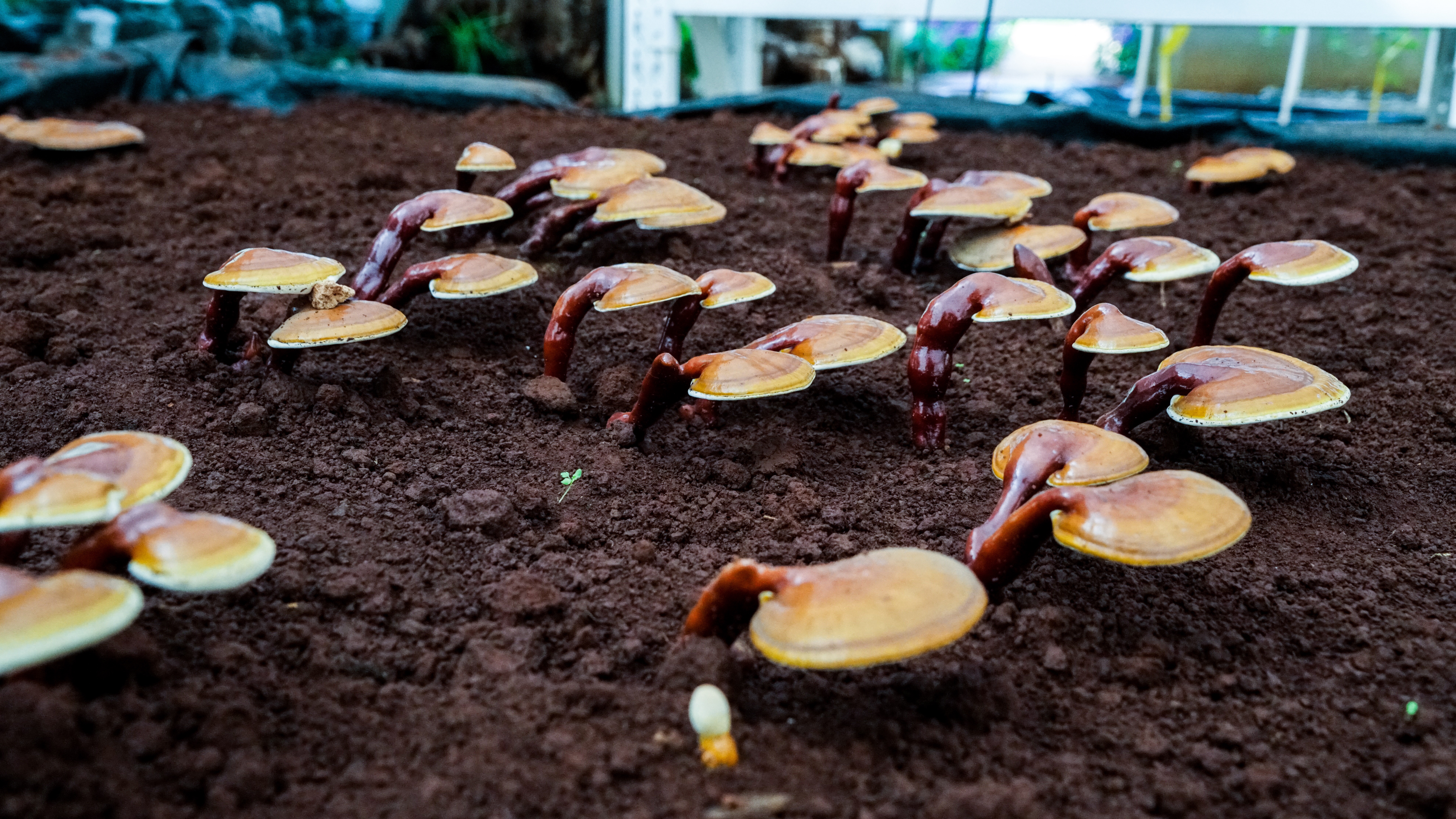 thumbnail of  Why aren’t more scientists studying mushrooms?