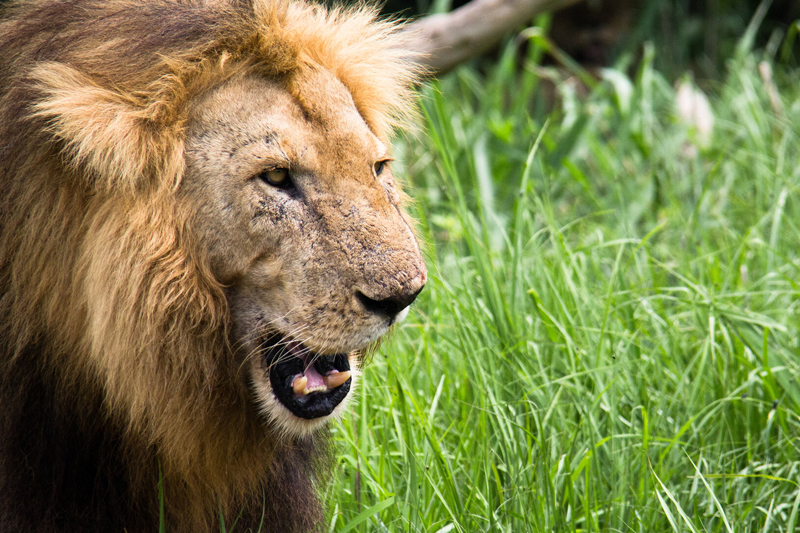 thumbnail of  In Katavi National Park, rangers step up wildlife monitoring with camera trap training
