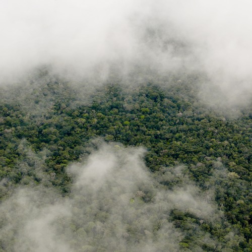 thumbnail of The politics of Brazil’s forestry