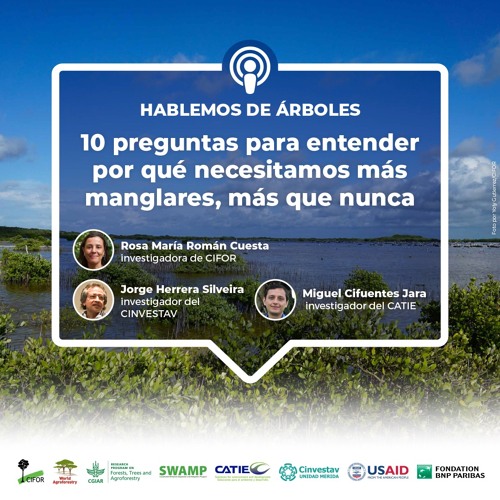 thumbnail of 10 Preguntas Para Entender Por Qué Necesitamos Más Manglares, Más Que Nunca