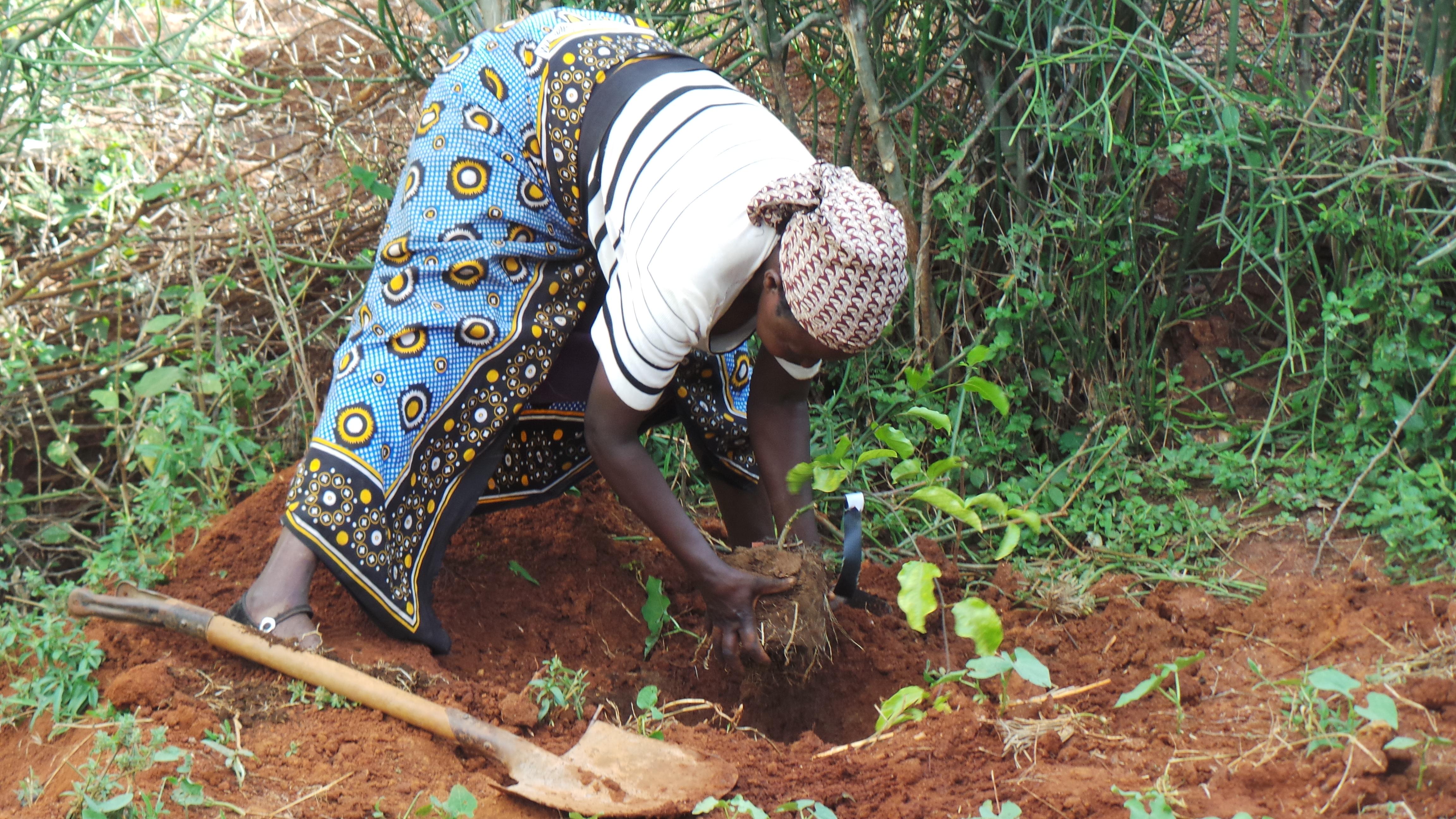 thumbnail of  Planting trees or growing them, do the words matter for restoring land?