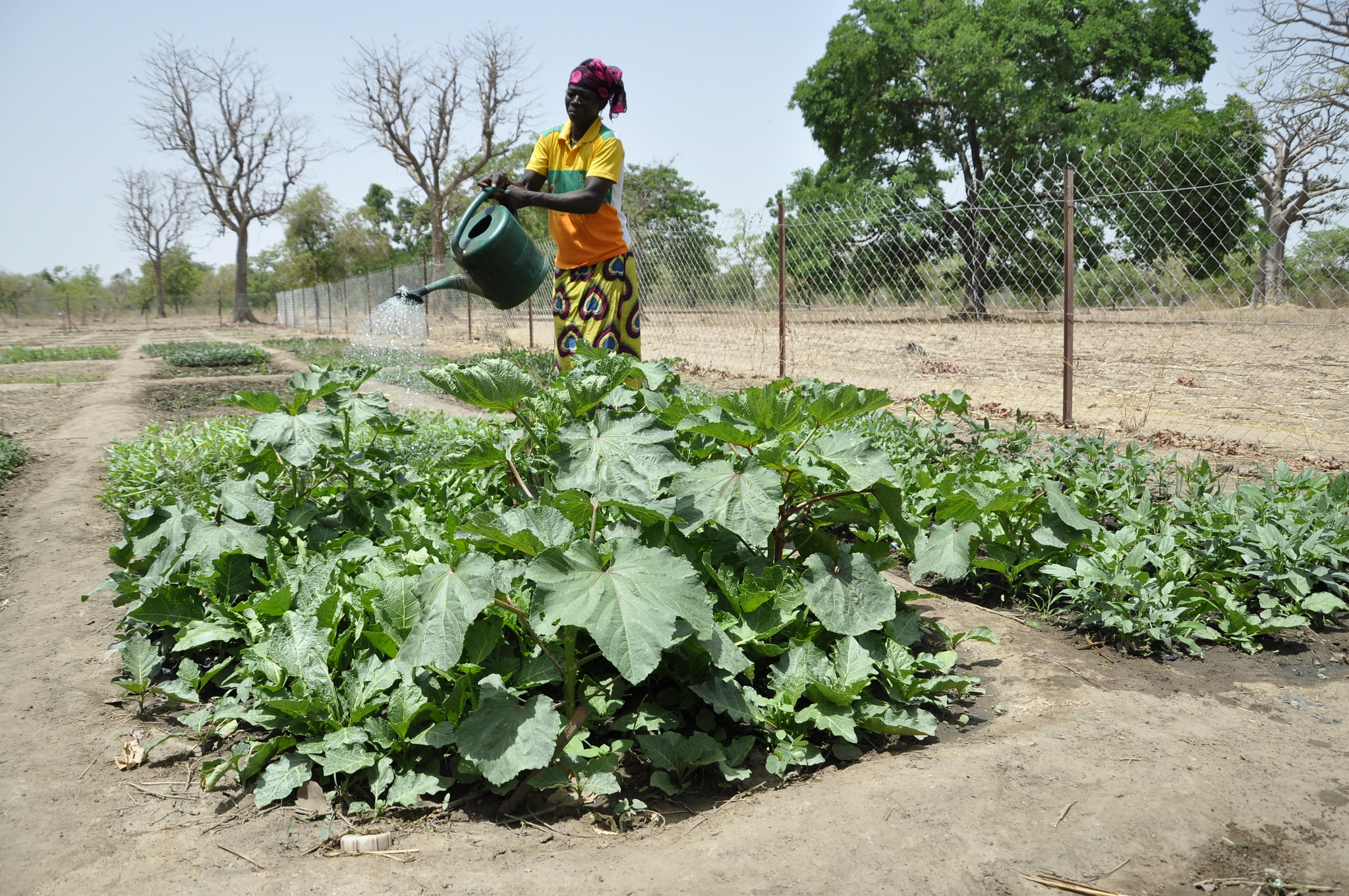 thumbnail of  The COVID-19 pandemic and agroecosystem resilience: early insights for building better futures