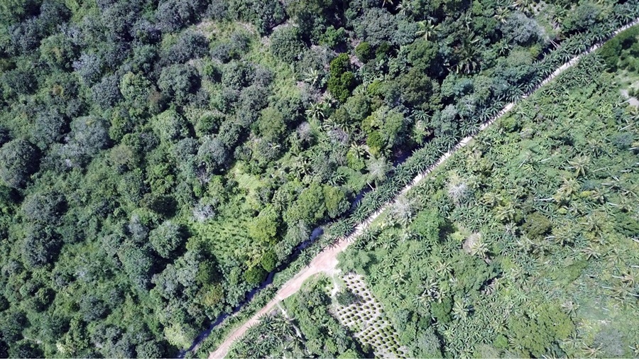 thumbnail of  Trees on farms for biodiversity in Peru