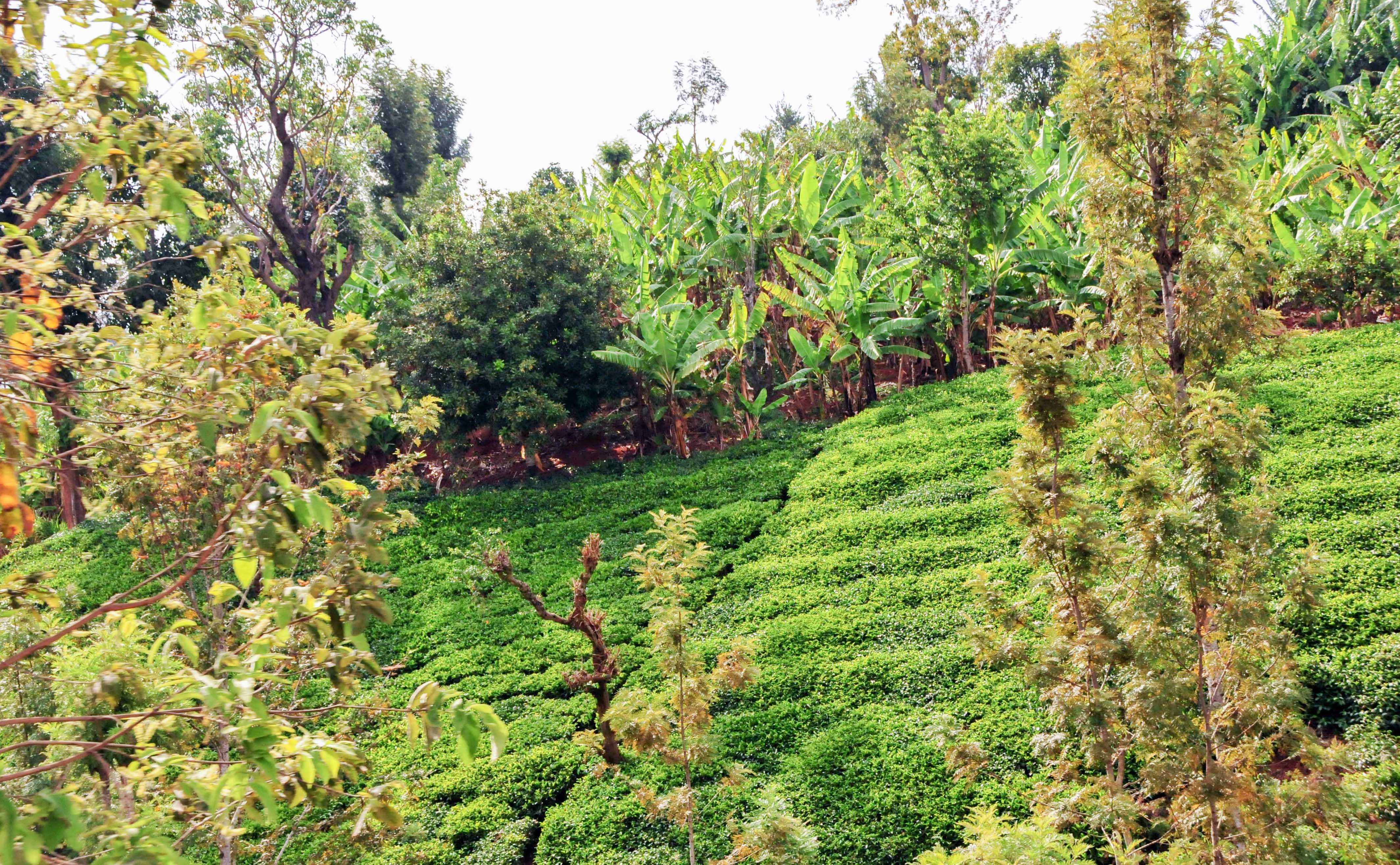 thumbnail of  Tree biodiversity: research in development