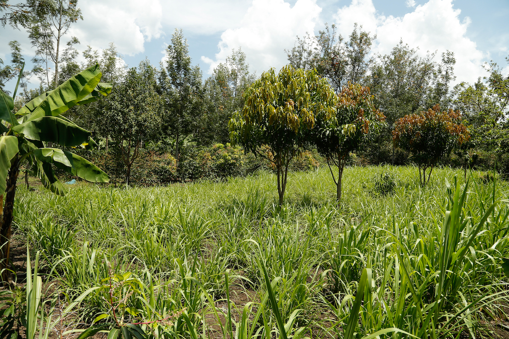 thumbnail of  France and CGIAR launch a new transformative partnership platform to foster the agroecological transition