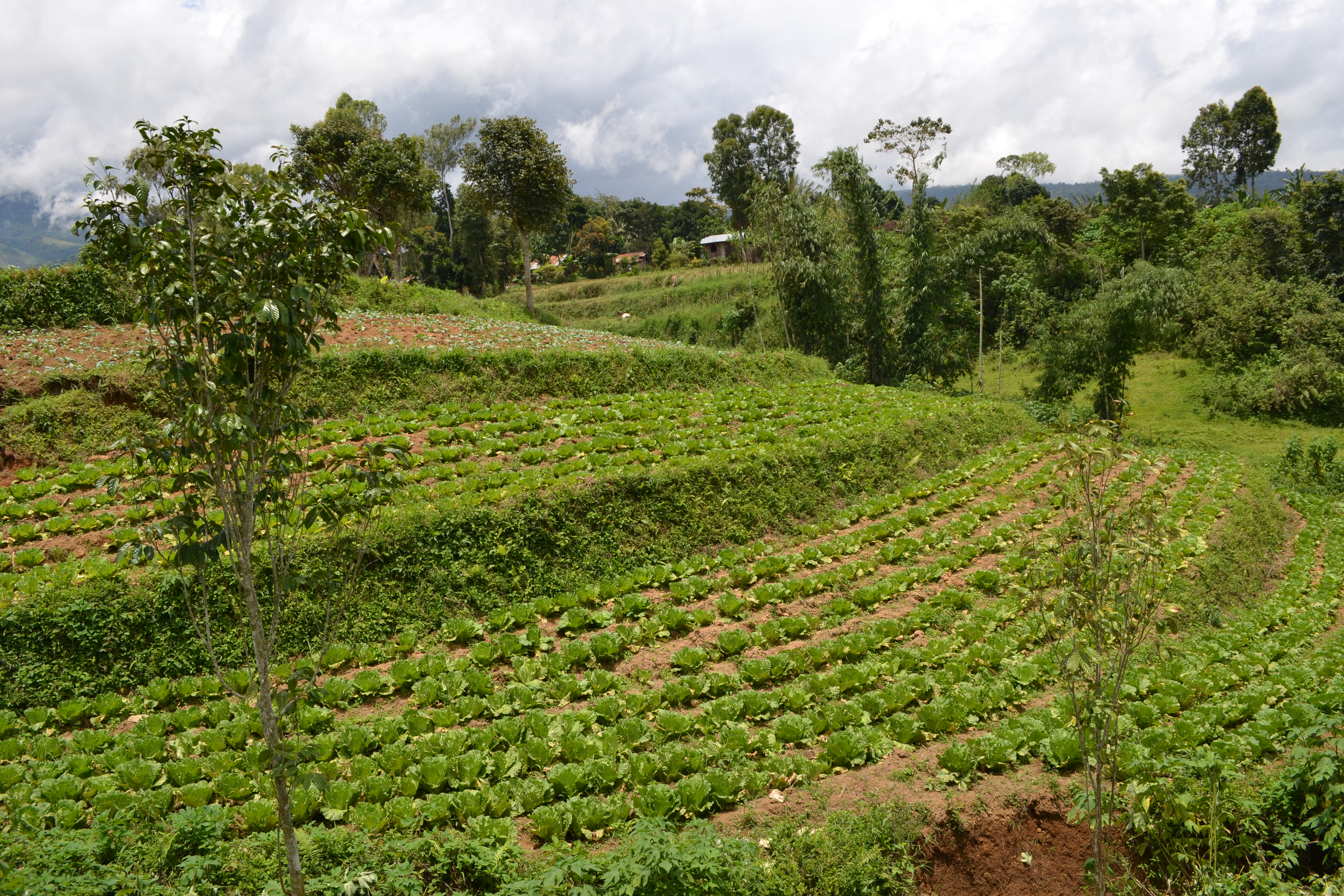 thumbnail of  Investments in agricultural development: quantifying the socio-political and climate-change risks