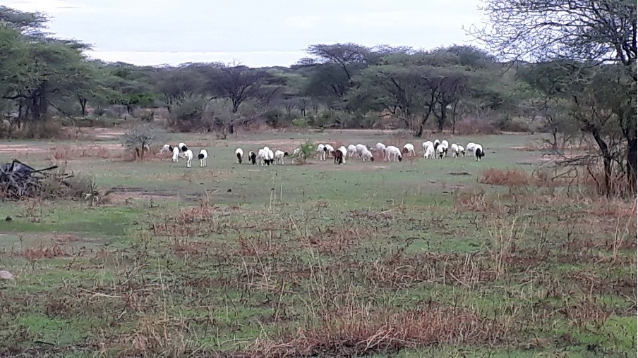 thumbnail of  What’s missing in land restoration: the ‘middle’