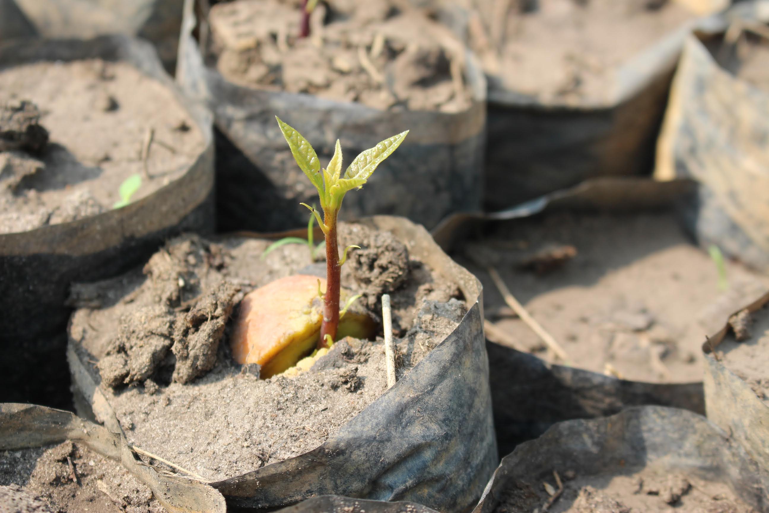 thumbnail of  Regreening Africa's consolidated seven-country baseline survey