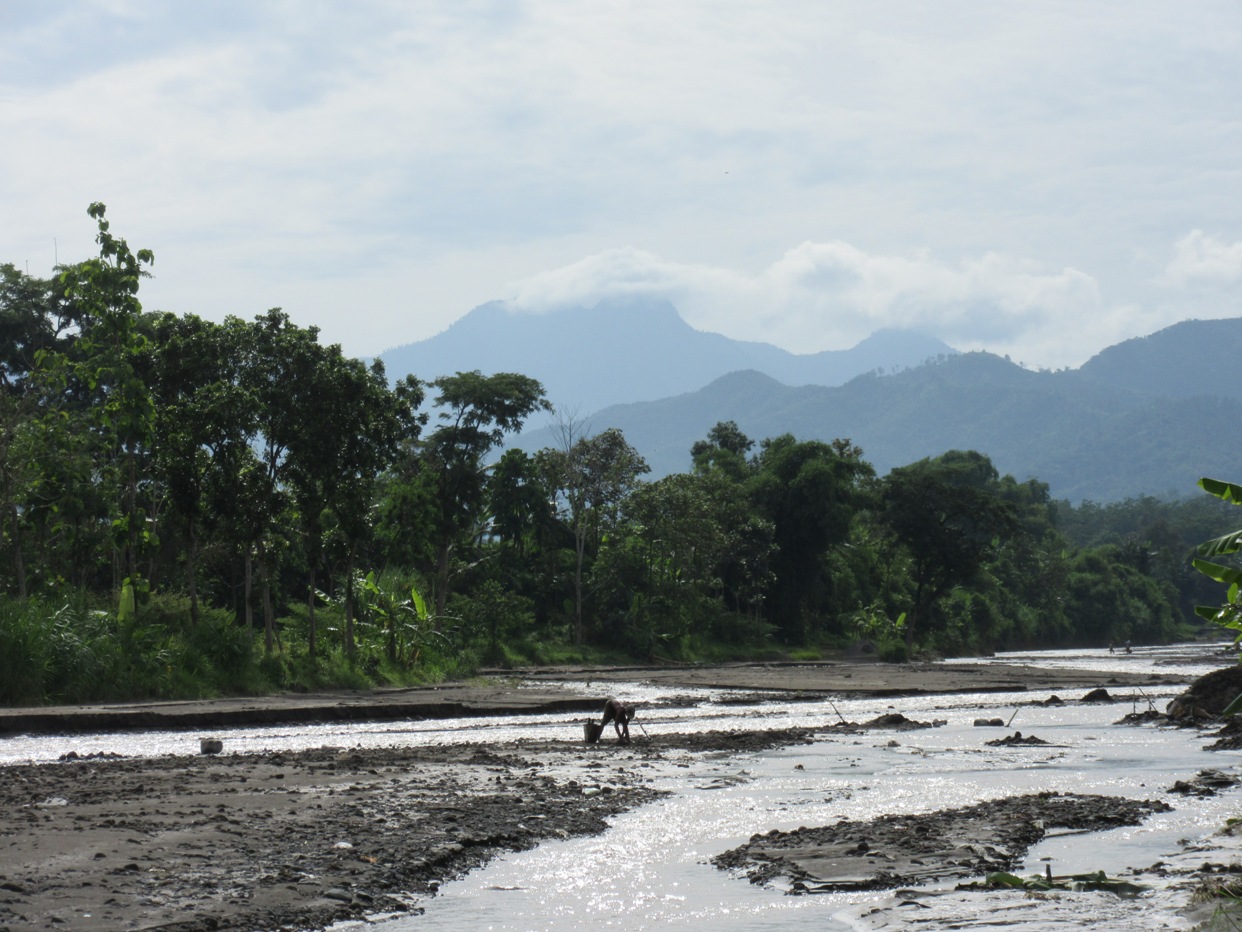 thumbnail of  Which trees can manage with the rather extreme conditions of active volcanoes?