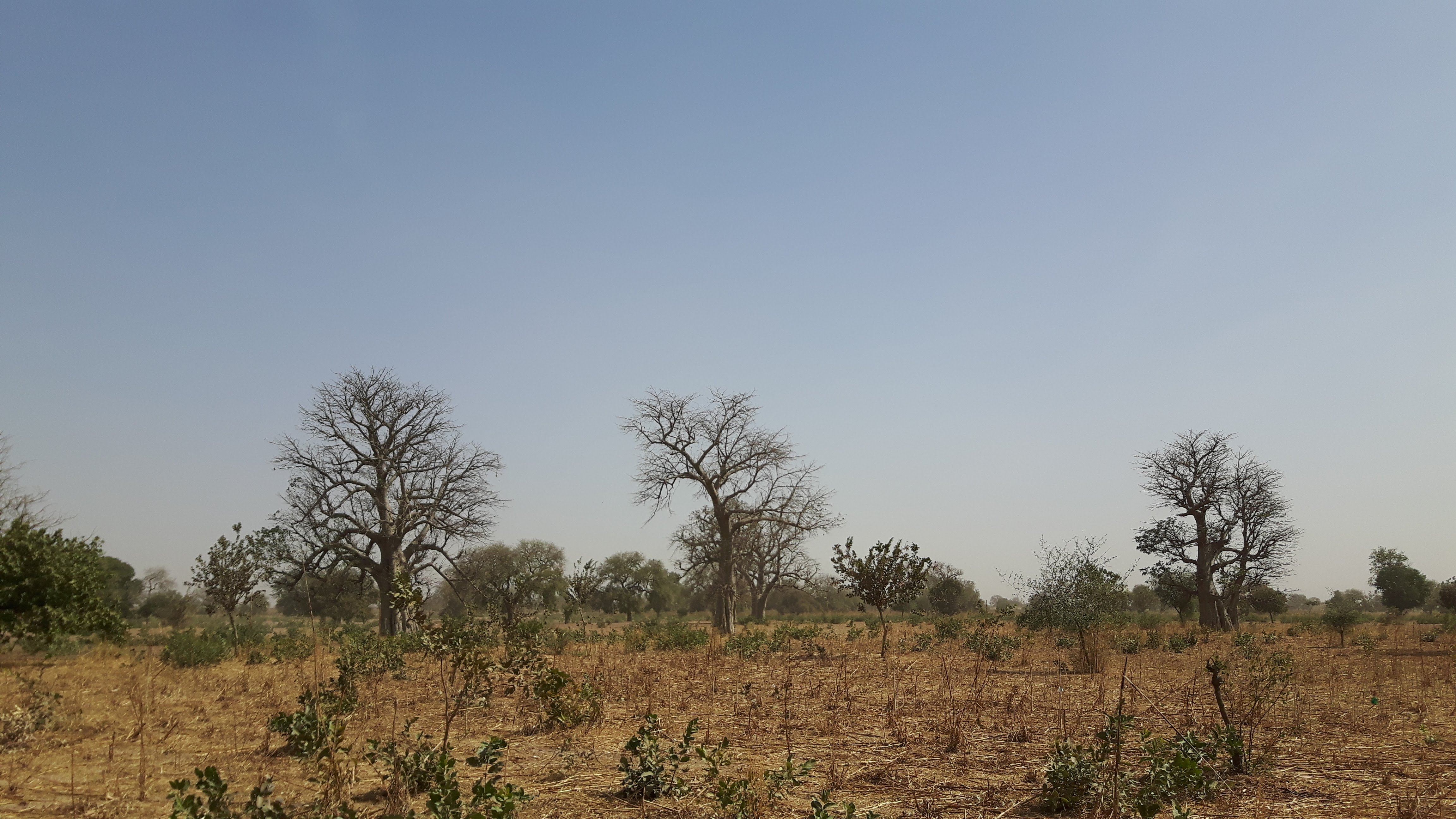 thumbnail of  More evidence needed to increase the scale and speed of land restoration