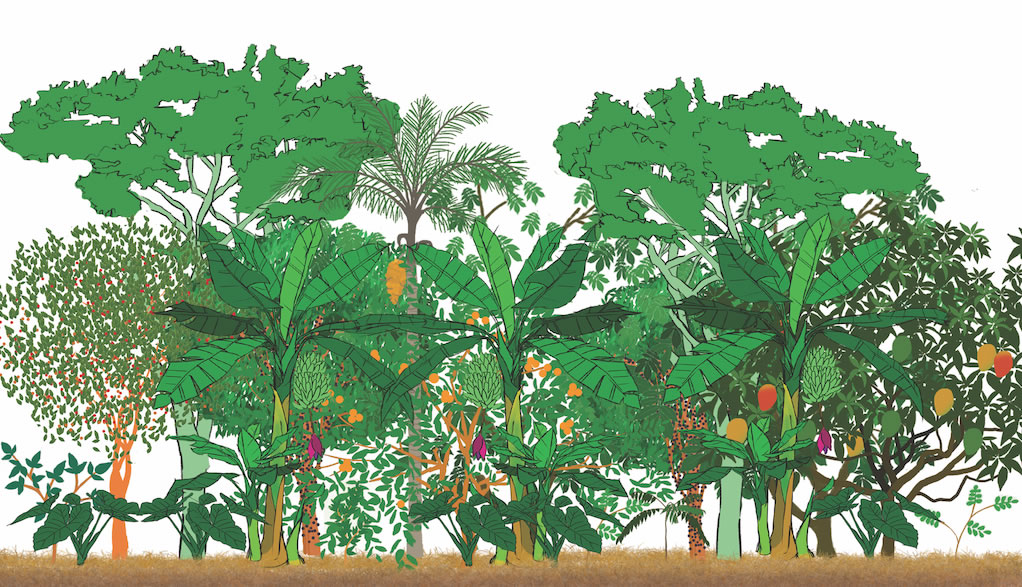 thumbnail of  As fires rage in Brazil, a new book shows how agroforestry can heal damaged land