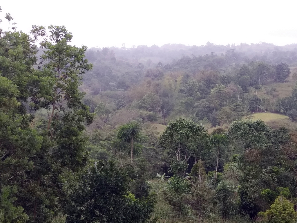 thumbnail of  Managed landscapes: missing from the new biodiversity goals?