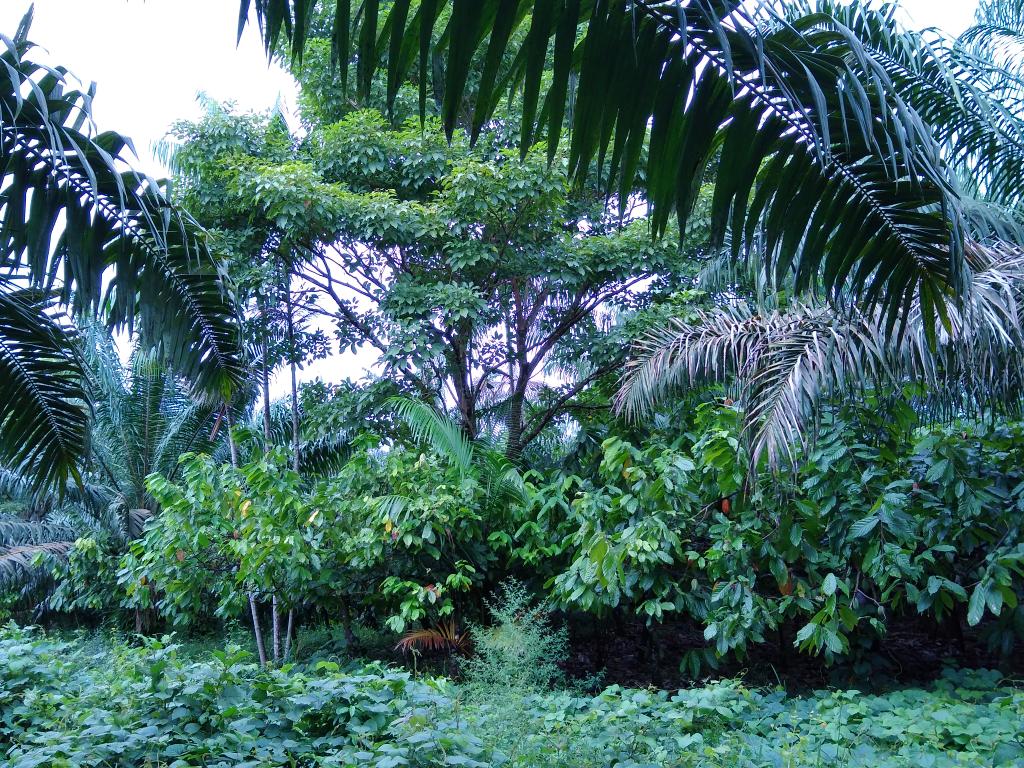 thumbnail of  Agroforestry and fruit trees to accelerate delivery of good nutrition in the Para State Engagement Landscape