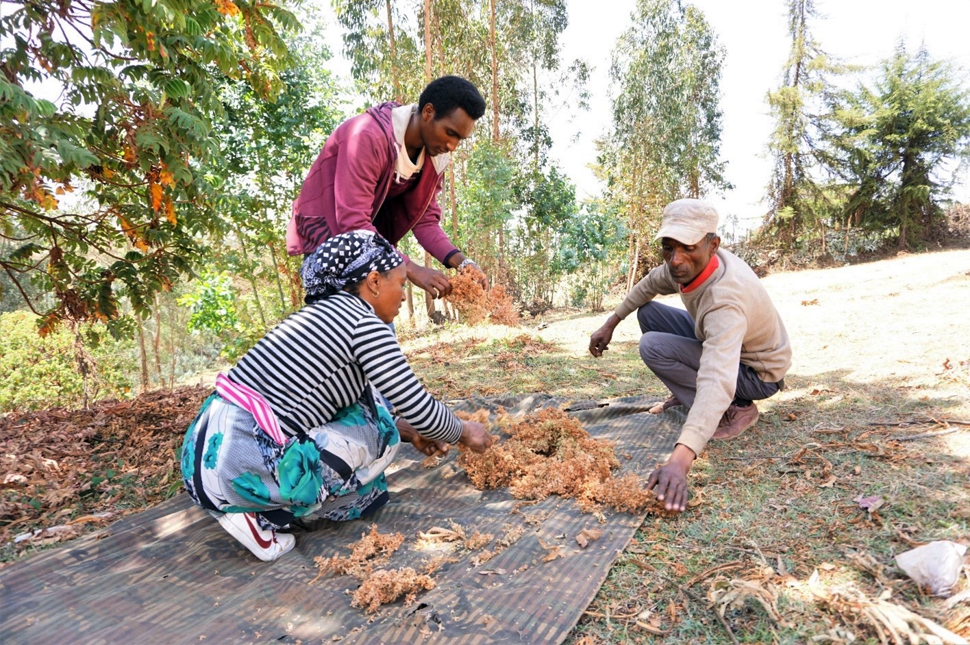 thumbnail of  Training farmers, providing tools for improved quality of tree seeds in Ethiopia