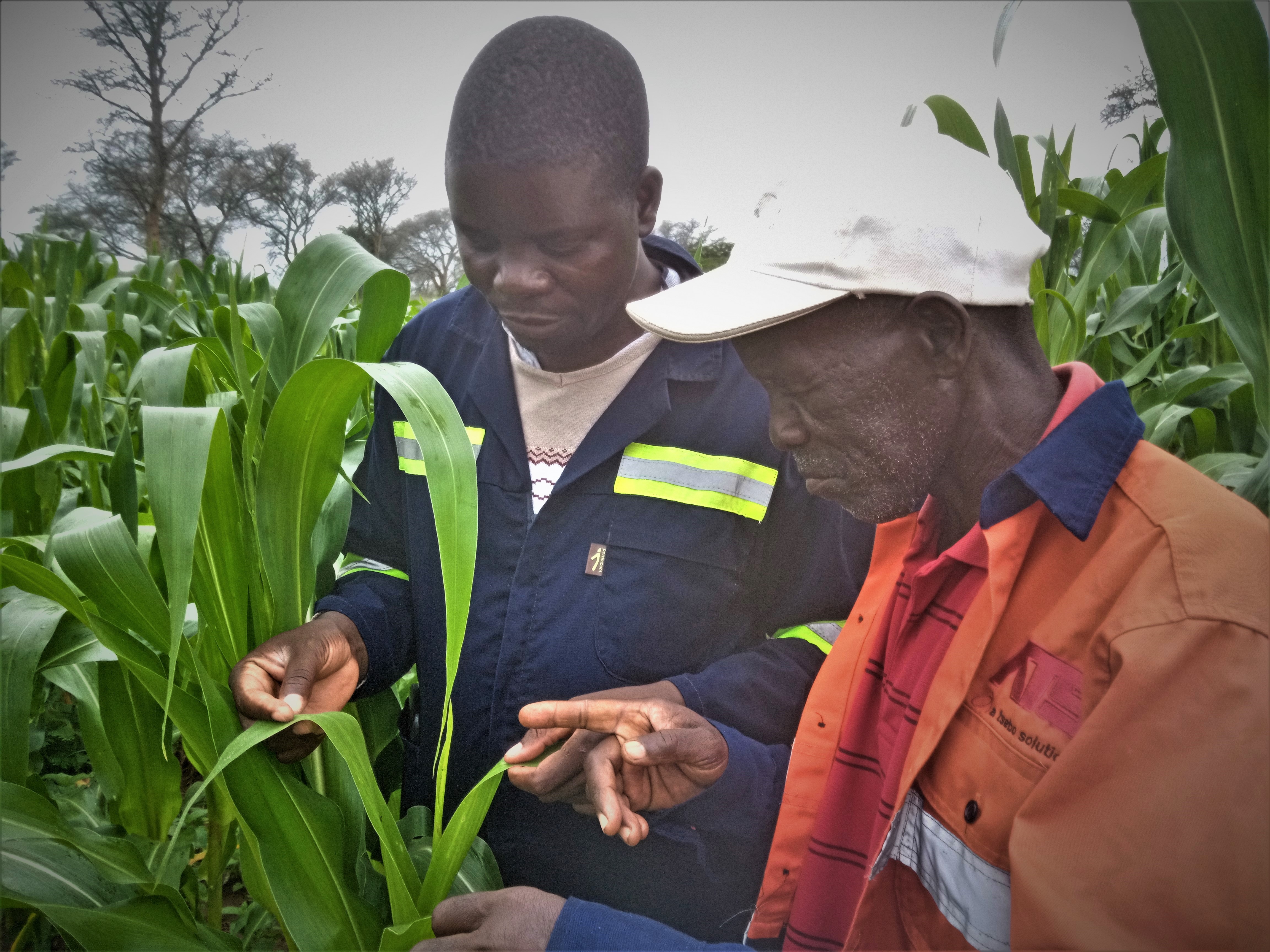 thumbnail of  Could agro-ecological approaches be a low-cost alternative towards fall armyworm control for smallholders in Zambia?