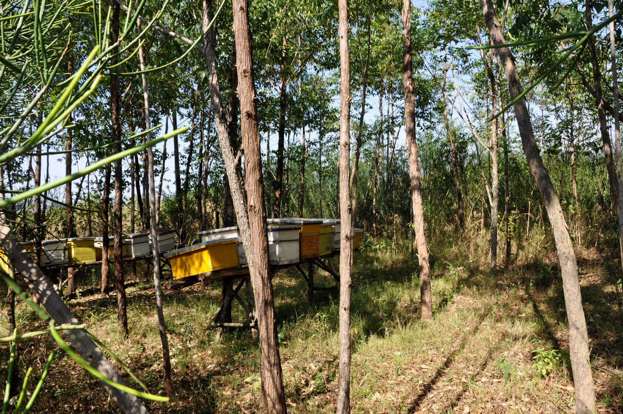 thumbnail of  From ‘bee havers’ to ‘bee keepers’: apiculture capacity-building for tree farmers in Kenya’s Migori County