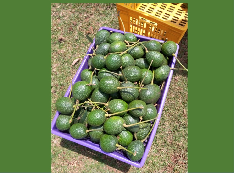 thumbnail of  Avocado, everyone?