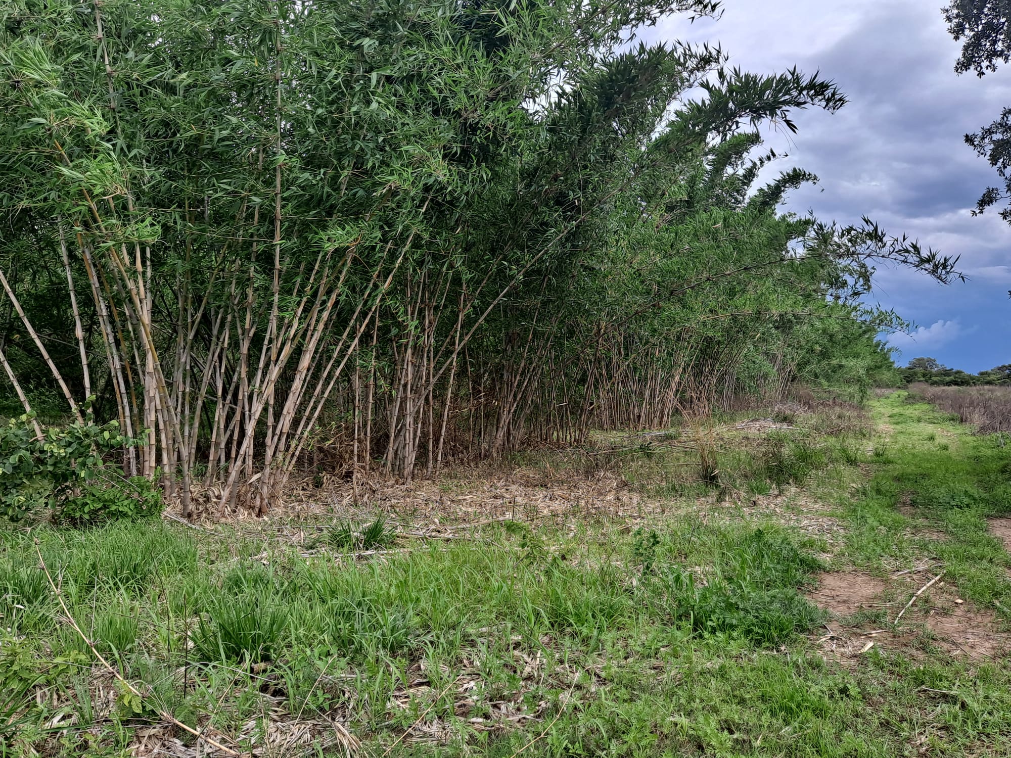 thumbnail of  Bamboo value chain set to boost livelihoods in Nyimba, Zambia