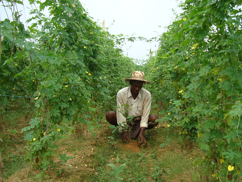 thumbnail of  COP27: Climate adaptation challenges should be treated as investment opportunities