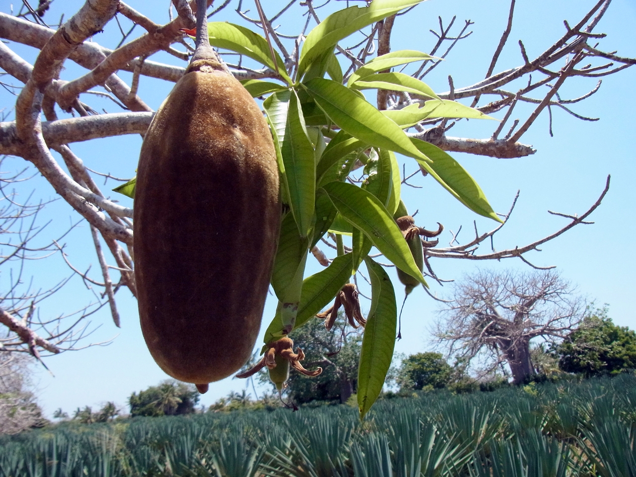 thumbnail of  How trees can rescue our diets in a failing food system