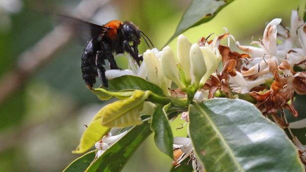 thumbnail of  Healthy diets at risk by expansion of industrial agriculture