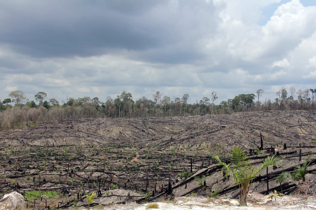 thumbnail of  Systems approach needed to control farmland fires in Indonesia